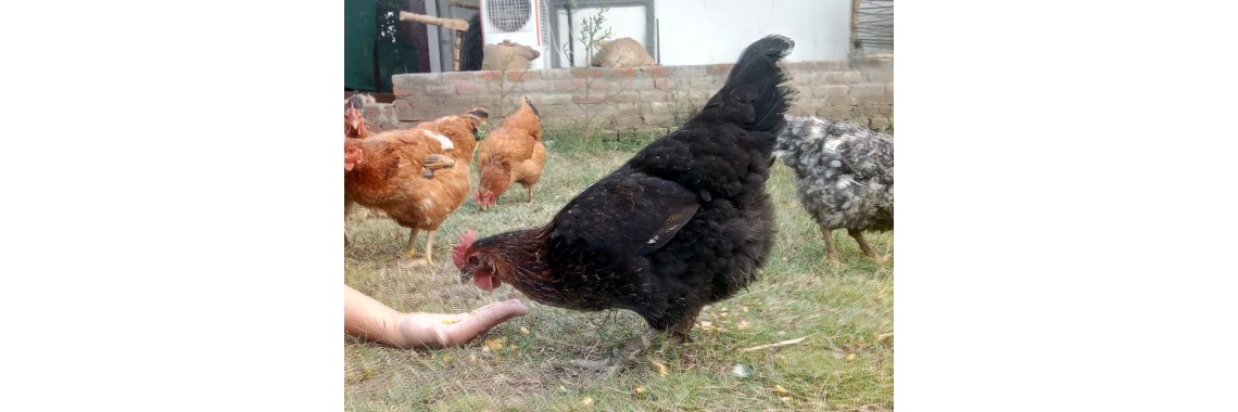 Organic desi chicken