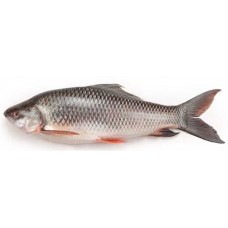 Fresh water Rohu Fish / 1 Kg (Only Fresh not Frozen) (Quality  Fish)