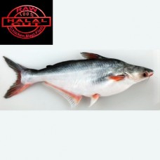 Pangasius fresh water fish 1 kg (Only Fresh not Frozen)(Quality Fish)