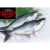 Pangasius fresh water fish 1 kg (Only Fresh not Frozen)