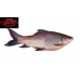 Fresh water Rohu Fish / 1 Kg (Only Fresh not Frozen) (Quality  Fish)